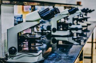 棕櫚大道留學 從父母反對到中介陷阱，她如何破局申8中7并拿下CMU科技中介服務錄取